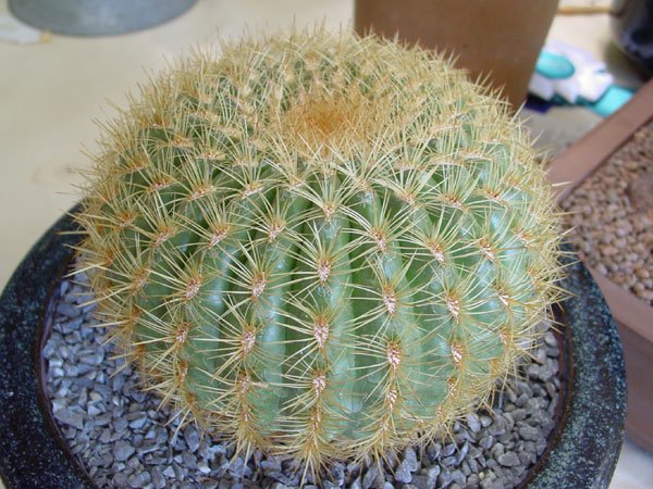 Oroya_borchersii_1